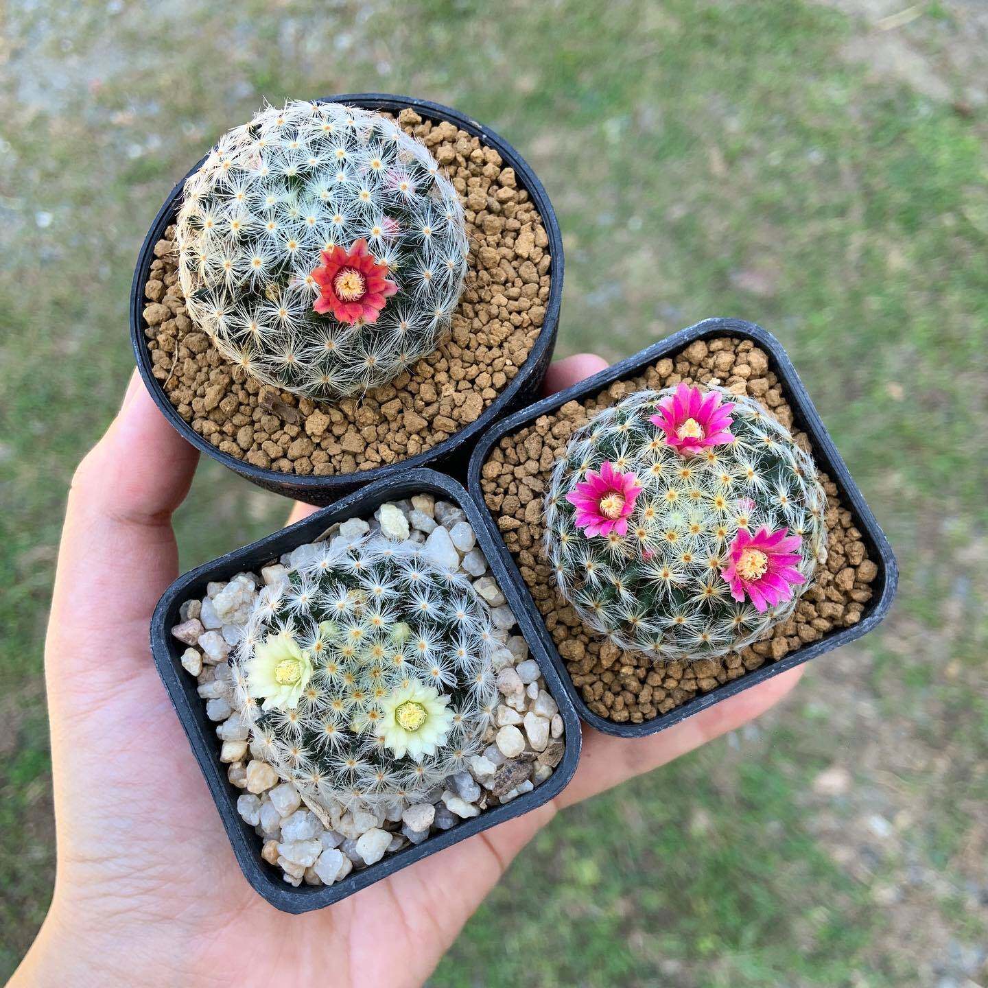 明星仙人球开红花实生萝卜根多肉植物无刺软毛阳台花卉趣味小盆栽