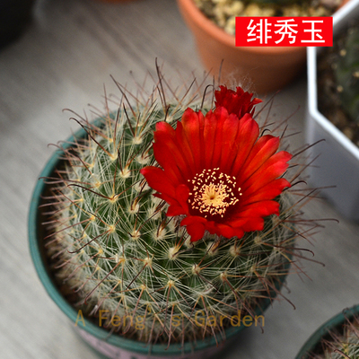 稀有品种绯秀玉仙人球菲红花勾刺庭院阳台绿植小盆栽非美观有趣味