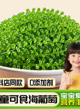 海葡萄即食儿童盐渍海带新鲜凉拌菜水葡萄海洋蔬菜绿色鱼子酱海藻