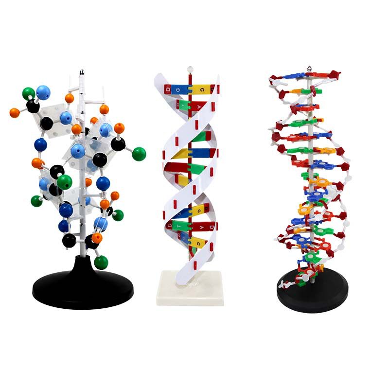 青华DNA双螺旋模型生物基因60cm大号蛋白质模型学校老师教学演示