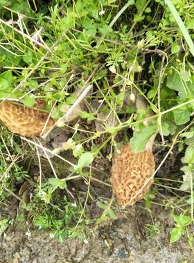 神RJB羊架深山特产野生肚菌干 干货羊肚农蘑菇天然野生羊肚菌羊肚