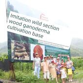 河塘子龙灵泉芝孢原粉DTM农科院椴木栽培