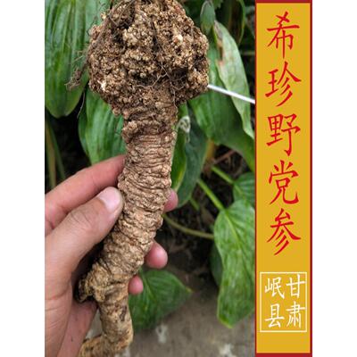 真野肃生党参5DZN00g甘玉县野生党参正品药材参全挖特级党干品货