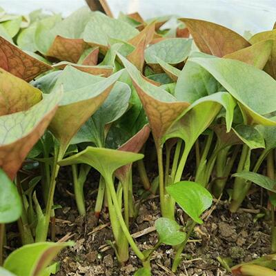 一份斤SED鱼腥草新 鲜折嫩耳根3 四川现采叶茎叶凉拌每天现割发货