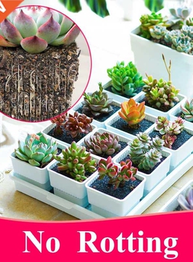 Meshpot 2 3 4 Inches Square Plastic Succulents Planter Pots
