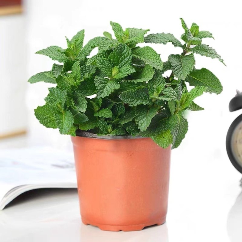lemon mint potted edible mint seedlings
