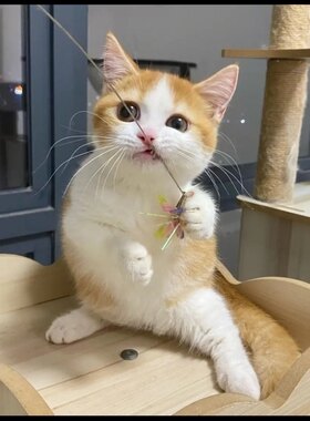 橘猫橘白猫中华田园猫家猫蓝猫宠物猫狸猫三花猫奶牛猫幼崽