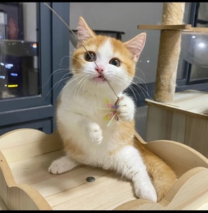 橘猫橘白猫中华田园猫家猫蓝猫宠物猫狸猫三花猫奶牛猫幼崽