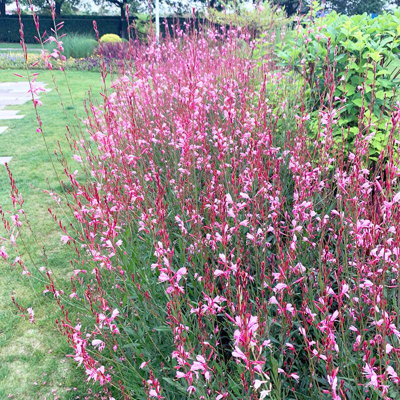 千鸟花种籽子花坛花境院子景区春天播种户外观赏花期长山桃草种子