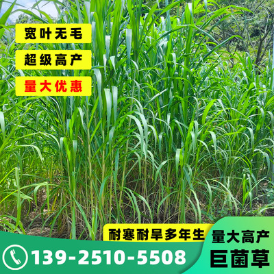 新型巨菌草农女神四季牧草四季