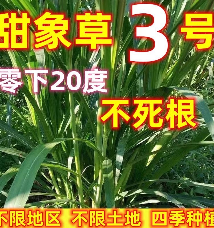 无毛耐寒甜象草3号牧种子