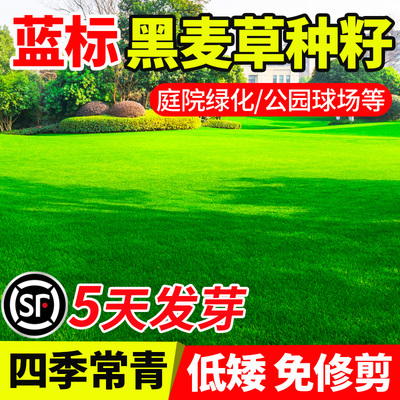 蓝标庭院绿化四季常青草籽