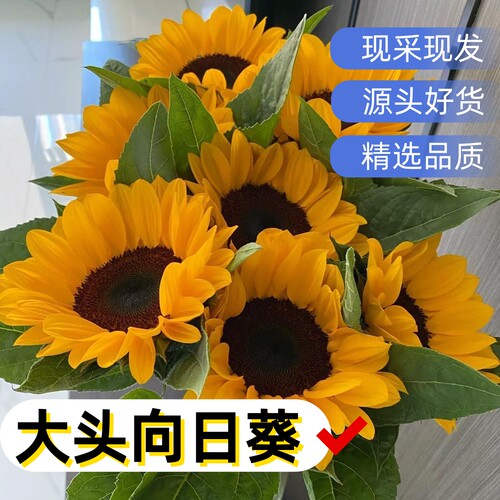 向日葵鲜花好养活花卉花材云南发