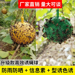 捕蝇器果蝇诱捕器丝瓜果树菜园粘虫球针锋引诱马蜂柑橘实蝇粘
