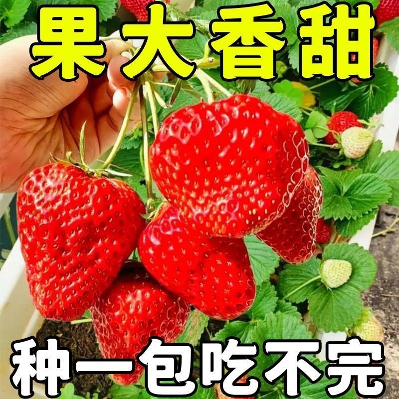 奶油草莓种子四季种植奶油草莓籽四季草莓草莓种子养不死草莓种子