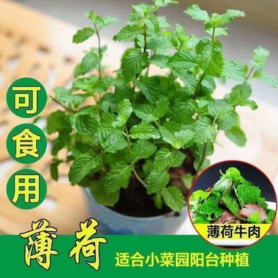 薄荷种子可食用室内植物驱蚊草