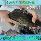 正宗千岛湖生态黄金鲫鱼食用活鱼生鲜水产炖汤淡水鱼活鱼打包顺丰