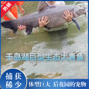 千岛湖生态大青鱼螺蛳青黑鲩鱼非养殖活鱼观赏鱼体型庞大包活到家