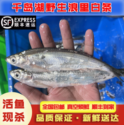 千岛湖渔民捕获生态白条鱼顺丰