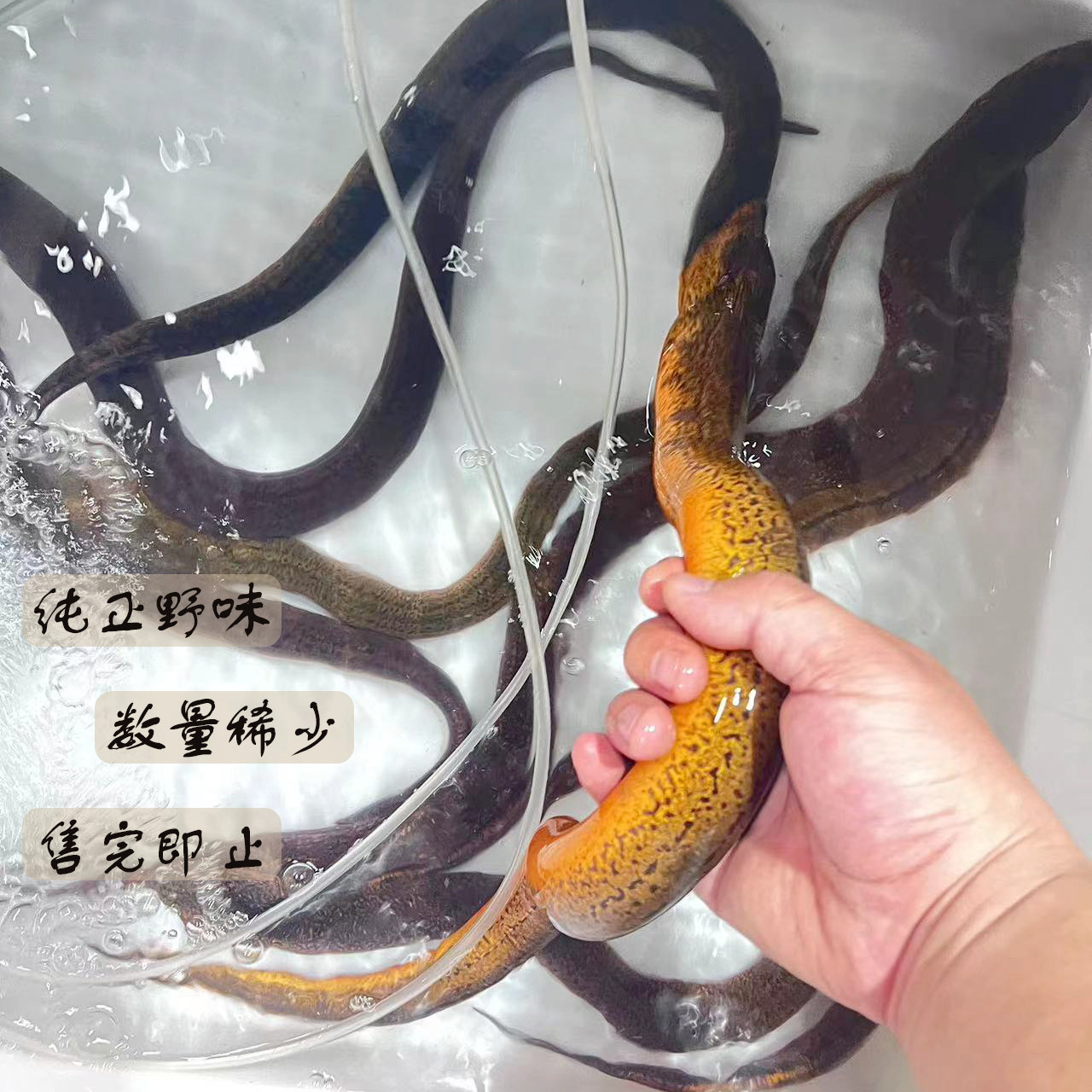 千岛湖正宗野生大黄鳝味道鲜美