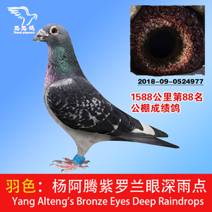 楊阿騰紫羅蘭眼深雨點信鴿公棚鴿詹森李鳥遲歸賽鴿正宗種鴿千里鴿