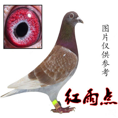 鸽子活体一对瓦灰麒麟花红雨点成