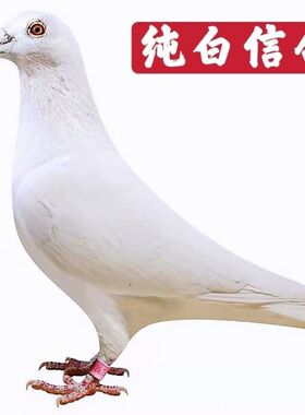 【白色信鸽】赛鸽吐尼尔血统鸽子活体公母一对成绩鸽后代包活到家