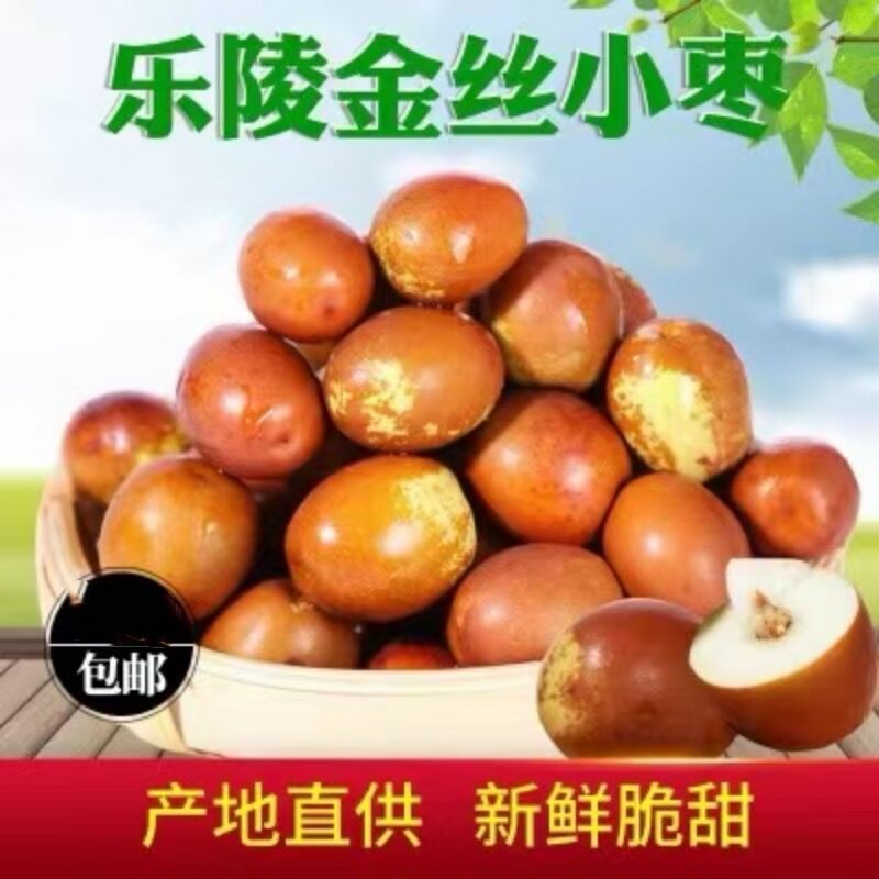 乐陵金丝小枣鲜枣包邮现摘现发五斤装山东特产水果生鲜坏果包赔