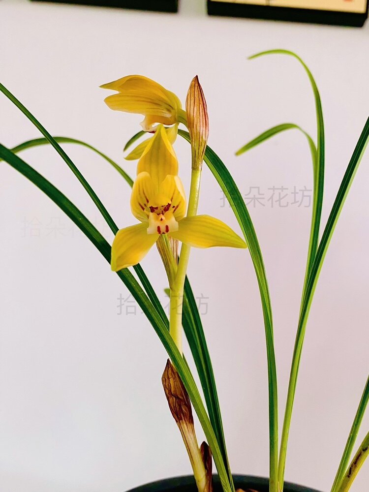 兰花一物一拍专用链接主播改价