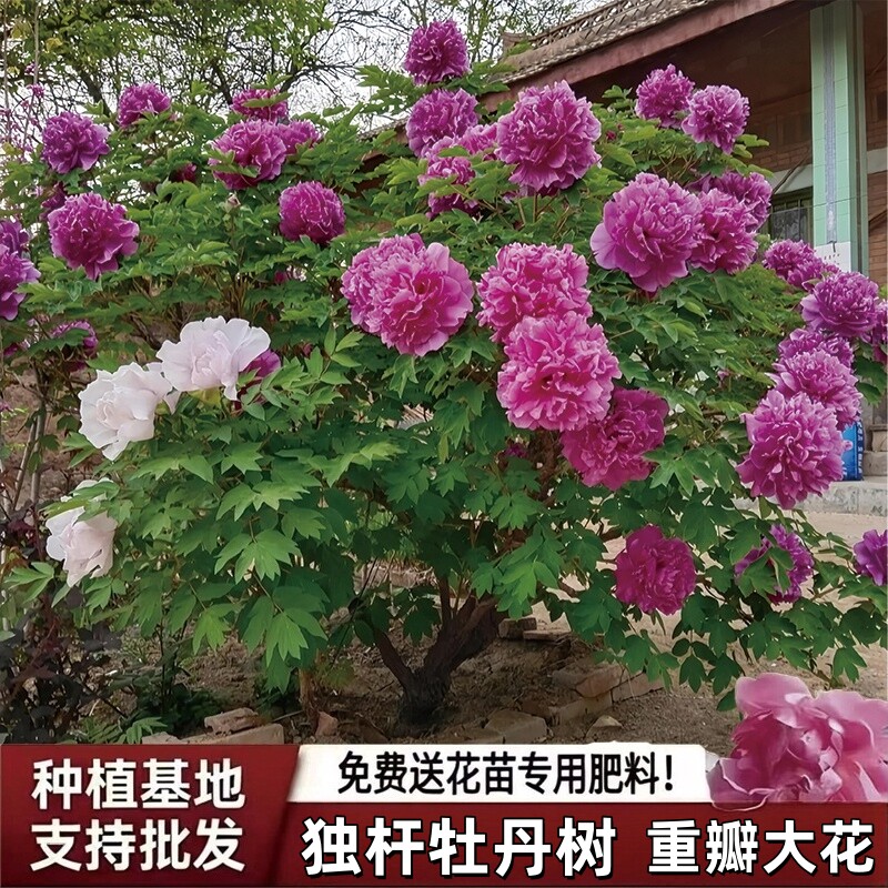 独杆牡丹老桩菏泽牡丹花树苗花王岛锦庭院耐寒盆栽重瓣大花牡丹花