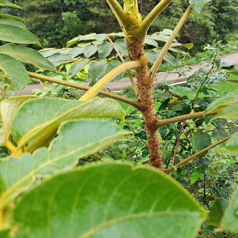 山里新鲜现挖鸟不企中药材楤木根