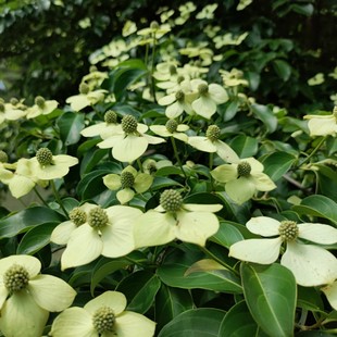 野荔枝树山荔枝鸡嗉子烂杨梅树桩果子叶子中药材