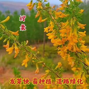 柠条种子小叶锦鸡儿种籽抗旱治沙多年生护坡绿化林木防沙固沙草籽