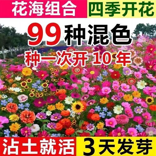 野花组合花种子四季种开花波斯菊花种室外花种籽子盆栽百日草种孑