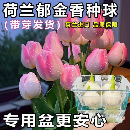 郁金香种球水培植物荷兰进口5度球植物带牙花卉种子阳台耐寒好养