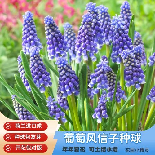 葡萄风信子种球小球根室内外阳台盆栽春秋多年生耐寒花卉进口种子