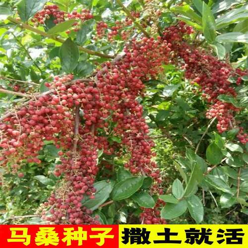 马桑种子四季车桑子木豆猪屎豆马棘种籽醉鱼桑葚桑树护坡灌木草籽