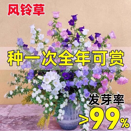 风铃花种子四季播种开花好种室内庭院花种籽风铃草铃铛花种籽盆栽