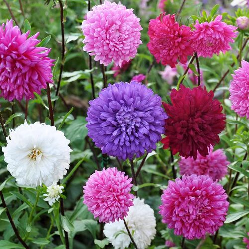 重瓣花种子翠菊种子四季