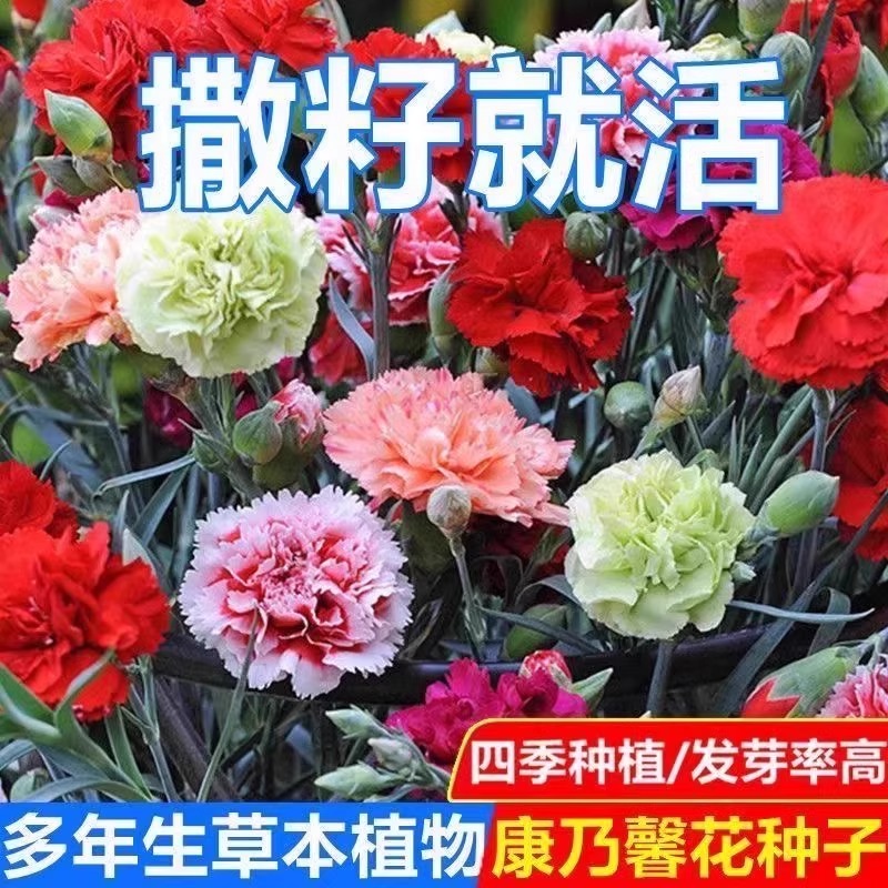重瓣康乃馨种子阳台驱蚊香草籽四季阳台盆栽花苗混色七彩花种子籽