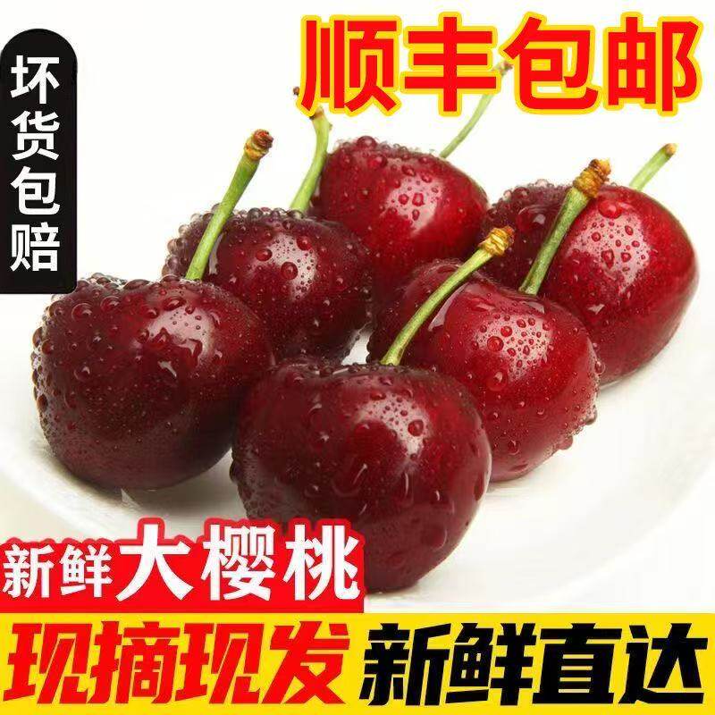 山东临朐现摘大樱桃顺丰包邮包赔