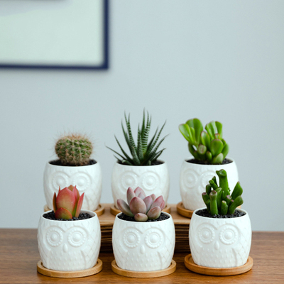 Owl Succulent Pots Bamboo Flowers Plants Pot Stand Garden