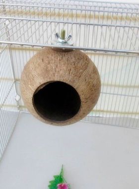 Sarang Burung Beo Alami Tempurung Kelapa Rumah Tempat Makan