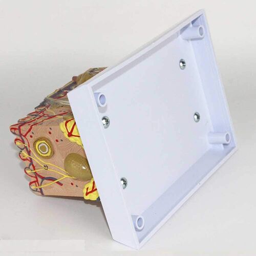 PVC Human Anatomical Skin and Hair Structure Enlarged 35X Mo