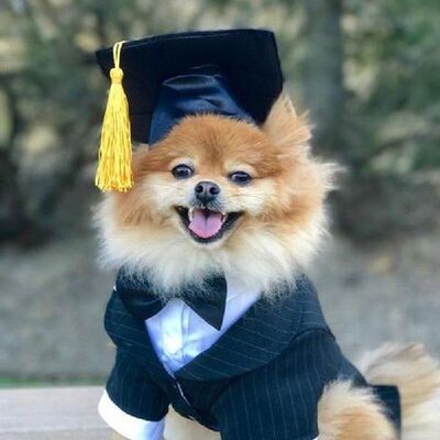 Pet Dog Cat Graduation Cap Breathable Summer Yellow Tassel