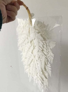 10PCS/lot Dry Natural Fresh Preserved Plant Fiddlehead Ferns