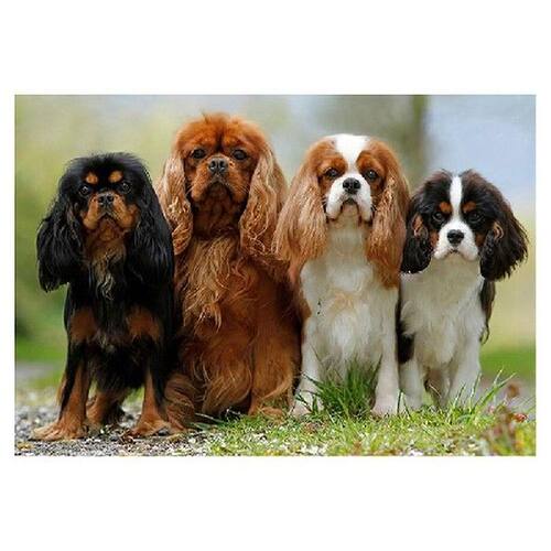 Diy Diamond Embroidery Cavalier King Charles