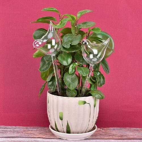 5*12*25cm Plant Self Watering Globe Plants Water Bulbs Bird