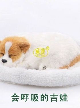 Chihuahua CHIH Chellohuahua pampered pet mate breathing dog