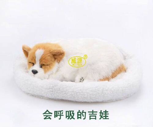 Chihuahua CHIH Chellohuahua pampered pet mate breathing dog